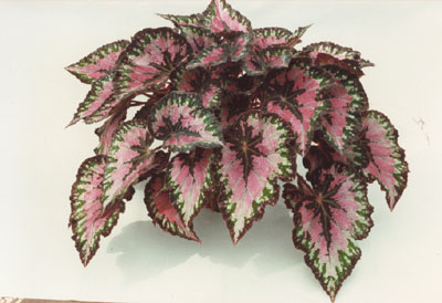 Begonia
